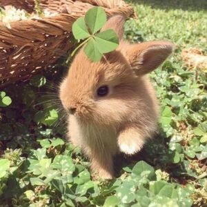 1147 - @Fuzzybunny_fash Unlisted Vintage to Modern Jewelry 🐇 🐿 🐰 ♥️